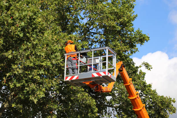 Reliable Oakville, CT Tree Services Solutions