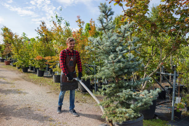 How Our Tree Care Process Works  in  Oakville, CT